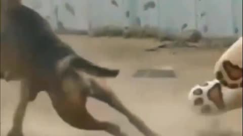 Fake tiger prank on dog/ training funny video viral video