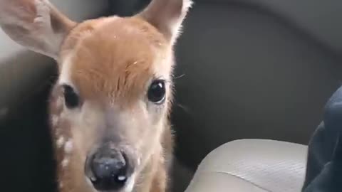 Fawn Bleats After Being Rescued __ ViralHog