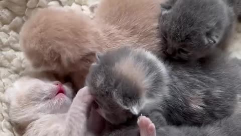 cute kittens