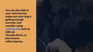 Dealing with changes in your dog’s behavior