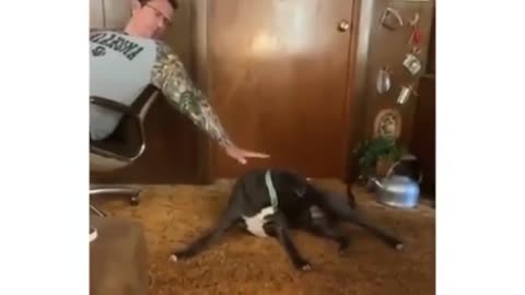 Brah Dogs ,guard dogs, funny dogs, best of dogs, extreme dogs