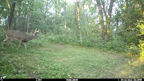 Bucks at Corner