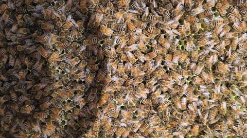 Brown hive, week 1