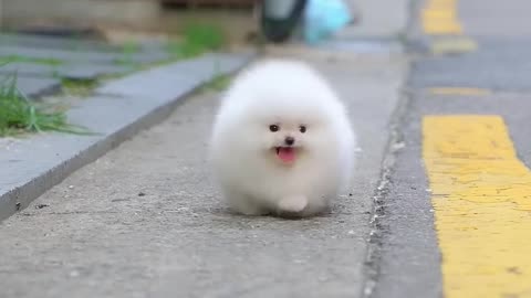 Cute puppy