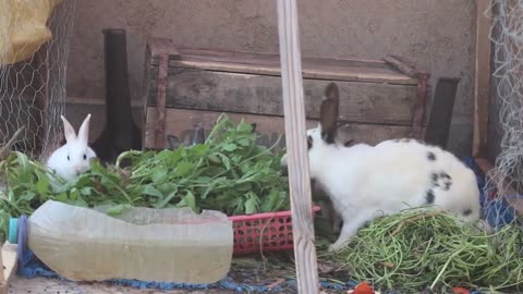 Moroccan Rabbits