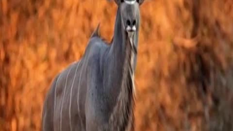 Majestic Spiral Horn Kudu A Disney like Creature Roaming Africa