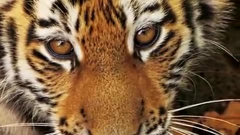 The Amur tiger cub sits and looks around in the autumn yellow forest