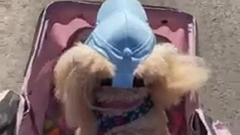 Who is that blue hatted doggo It’s Sparkle Poodle! Come to save the day!