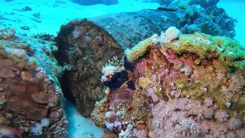 Exploring the magical depths of the Red Sea with Michael Jaco 🌊✨