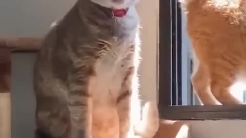 Funny animals video | Funniest Cats - Don't try to hold back