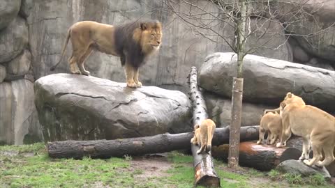 Lion cubs meet dad