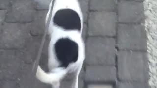 Dog Enjoys Walk with Cone of Shame