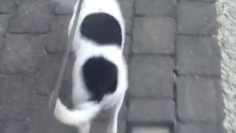 Dog Enjoys Walk with Cone of Shame