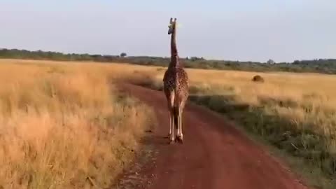 Who will believe you if you say that the reason you are late for work is a giraffe!⁣