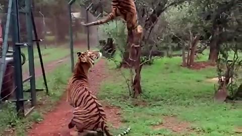 Tiger jumps to catch meat filmed in slow motion