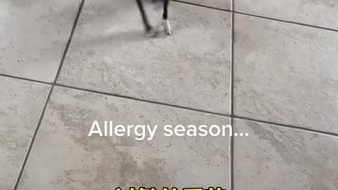 Chihuahua sneezing because of allergies