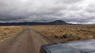 6x7 Bull Elk Trips on Fence and Dies