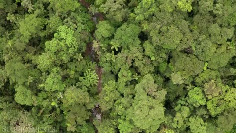 Amazon 4k - The World’s Largest Tropical Rainforest