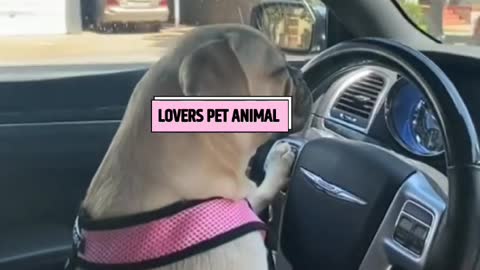 Funny Dog Driving✔️❇️