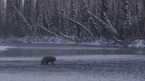 Bear Cave Mountain - Bear Watching Adventure