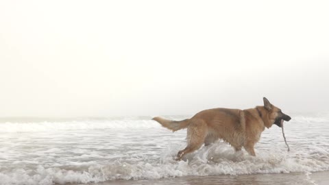 A dog emerging from the sea with a rope in its mouth that appears to be a man's rope for its owner