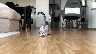 Cat Crashes into the Camera