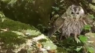 This man saves an owl that was caught on a carelessly disposed of fishing line