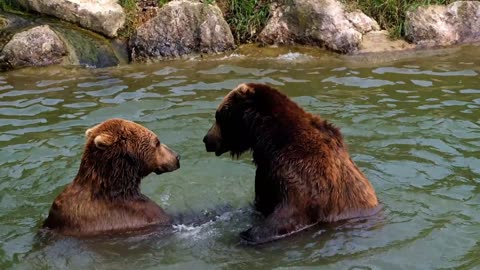 Discovering the World of Brown Bears : FACTS, HABITAT, AND BEHAVIORS