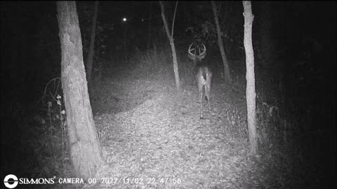 Backyard Trail Cams - 8 Point Buck Getting Big