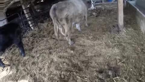 Momma Cow Hides newborn baby, mother love