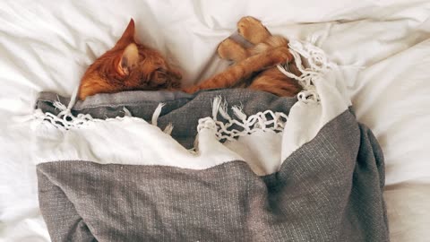 Soothing Music For Cats That Helps Them Completely Relax And Fall Asleep