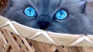 cute cat with blue eyes
