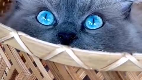 cute cat with blue eyes