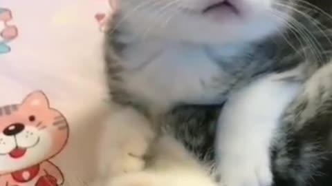 Cute Cats Videos/ Adorable Kittens videos Cute kittens shorts