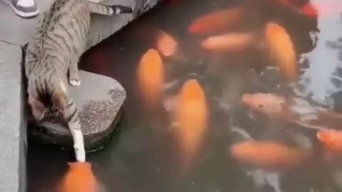 Cat And Fish Friendship . kind cat Video