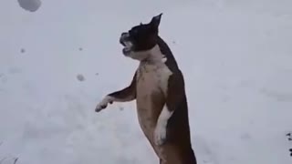 Boston Terrier catching snow balls
