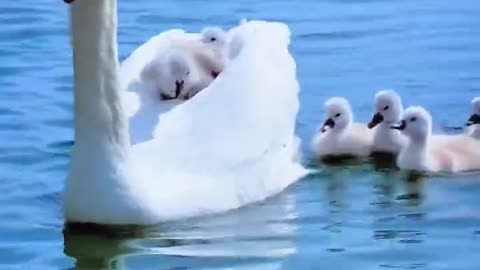 Mother swan and babies ✨🦢✨