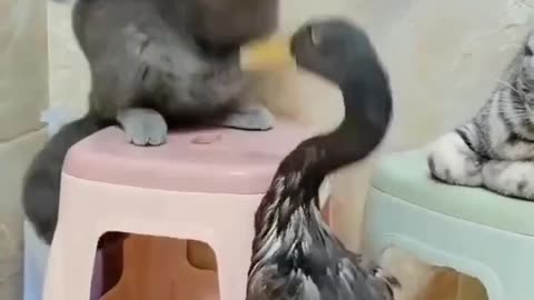 Funny cat🐈🐈🐈🐈 and duck 🦆🦆🦆 fight