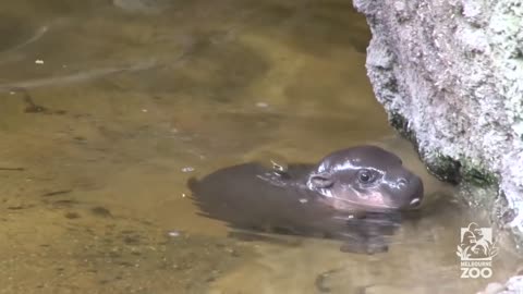 Pygmy Hippo baby makes a splash