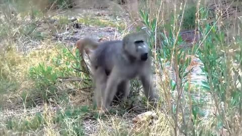 Jaguar VS Giant otter Confrontation Ends With a Fatal Head bite ] Survival battle. Part 5