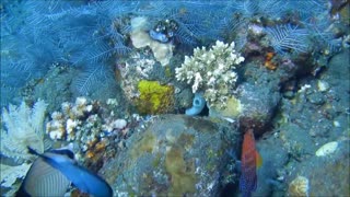Beautiful fish and coral reefs on the wide seabed