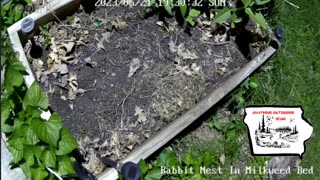 Testing Rumble On Rabbit Nest