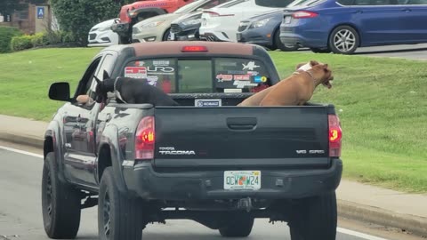 THREE PIT BULLS in CITY TRAFFIC