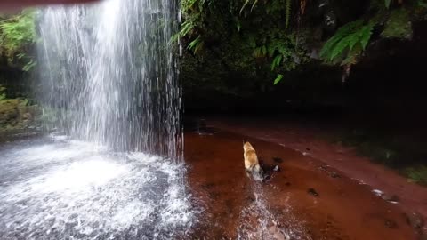 Belgian Malinois in Scotland - Go's Behind A Waterfall