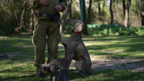 dog wagging tail asking food from unrecognizable trainer outdoors following