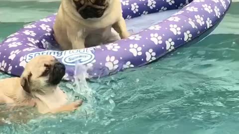 Pug puppy's priceless first swimming lesson