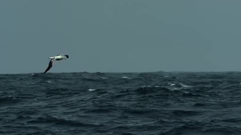 Birds flying on sea