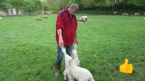 Bottle feeding baby sheep