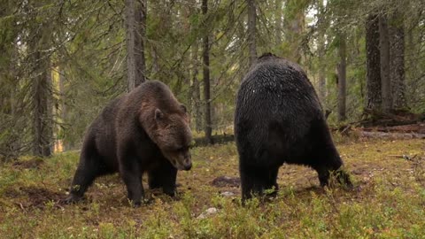 Fighting Brown Bears Finland