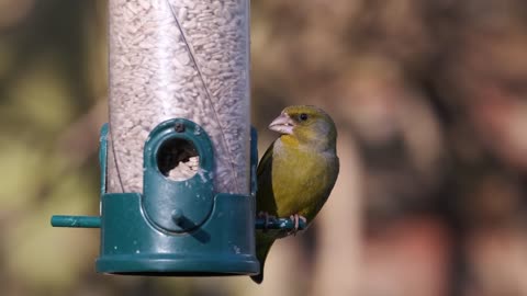 The goldfinch watched how he eats from his can in the woods